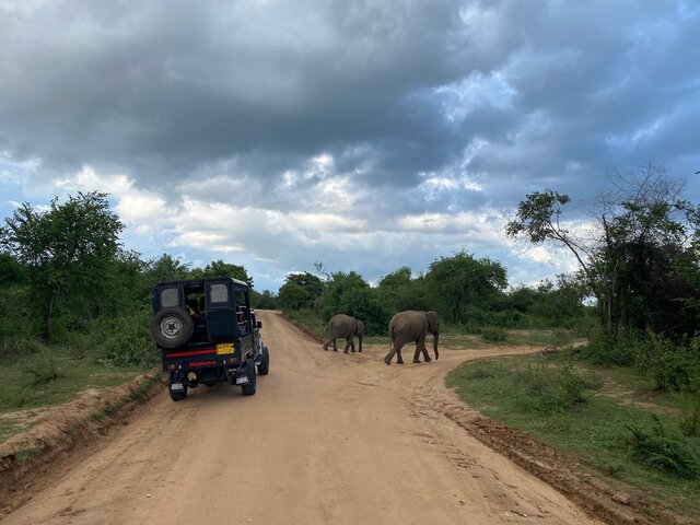Safari im Udawalawe Nationalpark